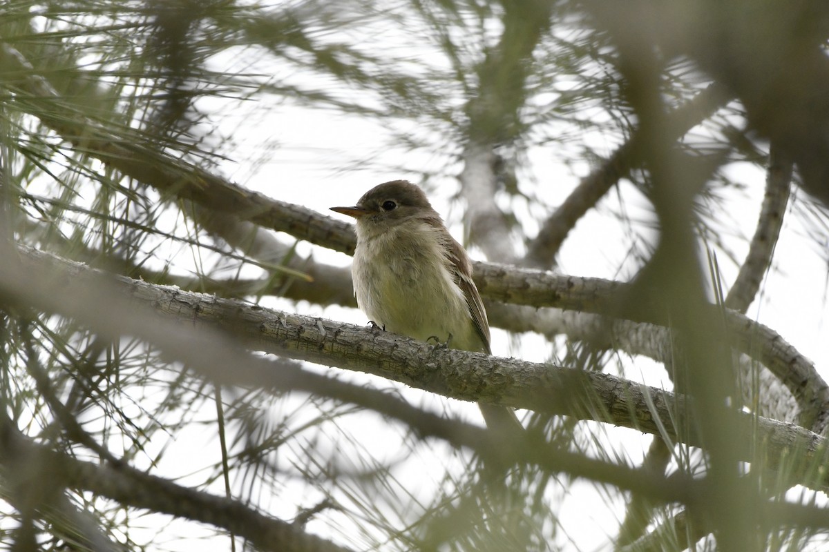 Gray Flycatcher - ML638256538