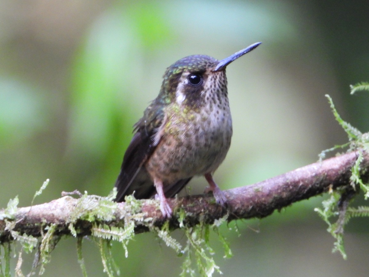 Speckled Hummingbird - ML638256540