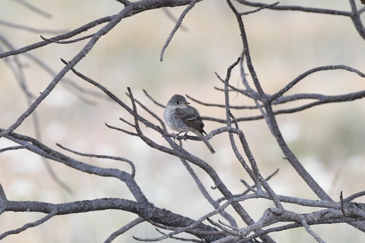 Gray Flycatcher - ML638256547