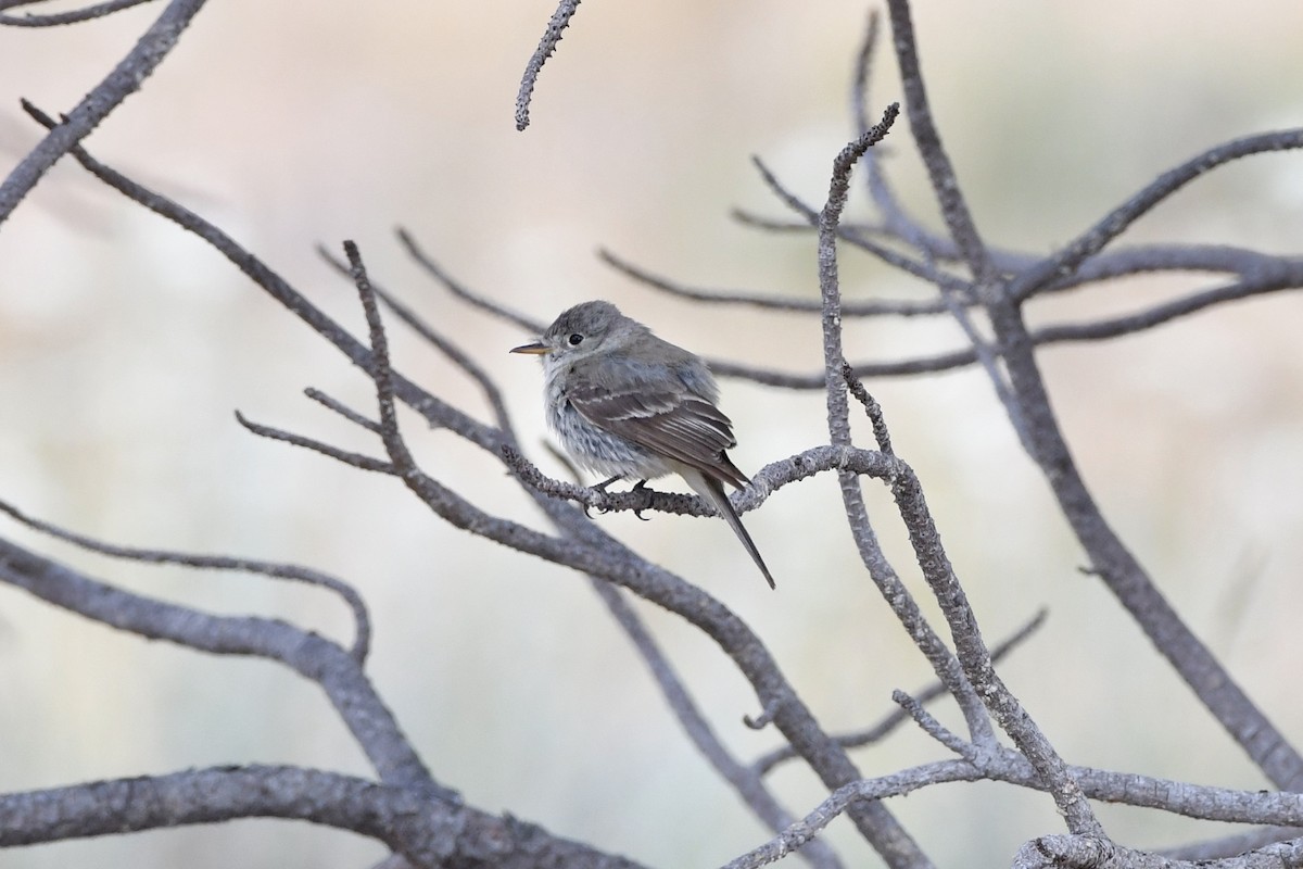 Gray Flycatcher - ML638256548