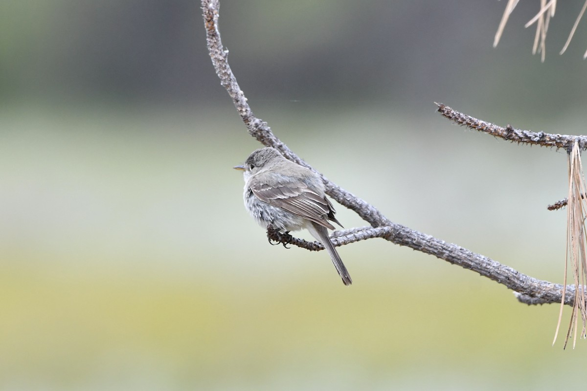 Gray Flycatcher - ML638256549