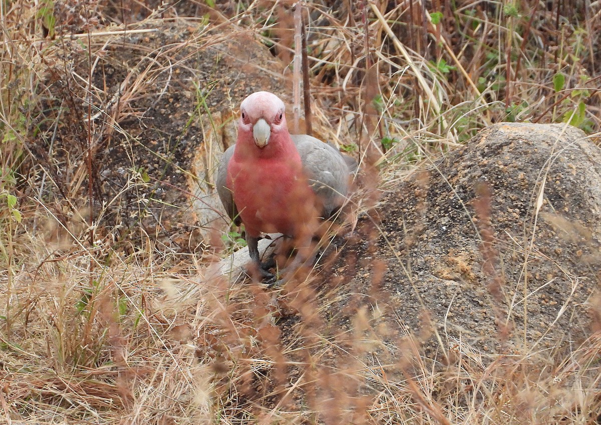 Galah - ML638256552