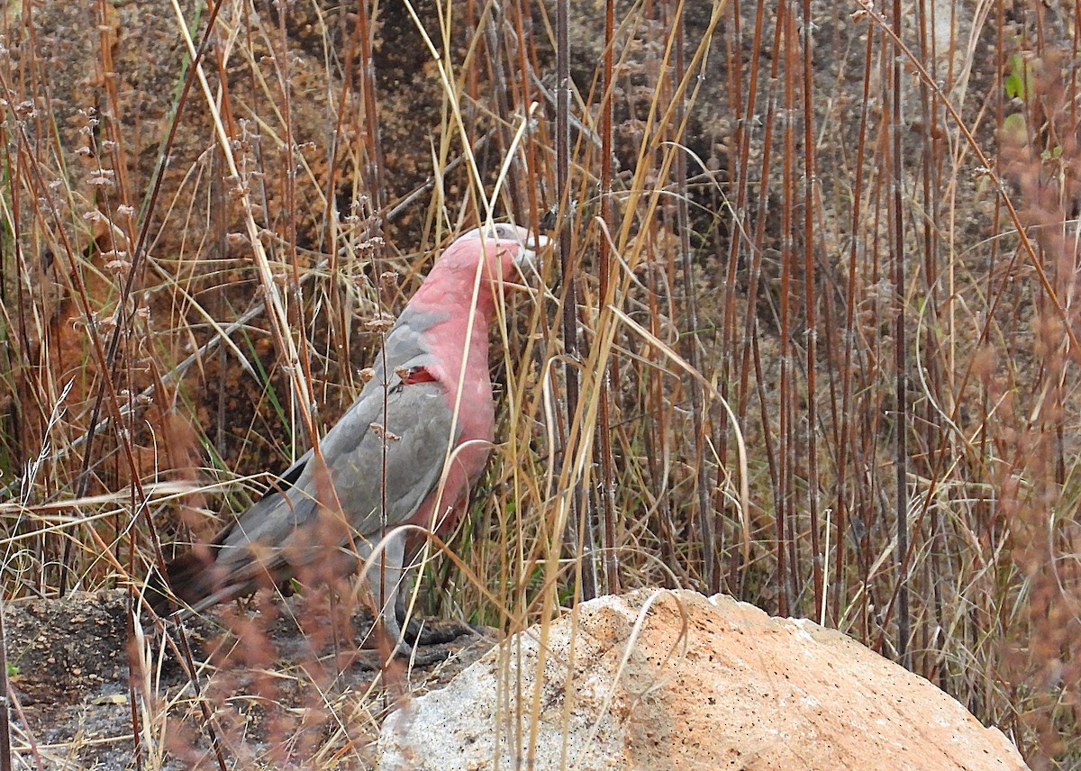 Galah - ML638256553