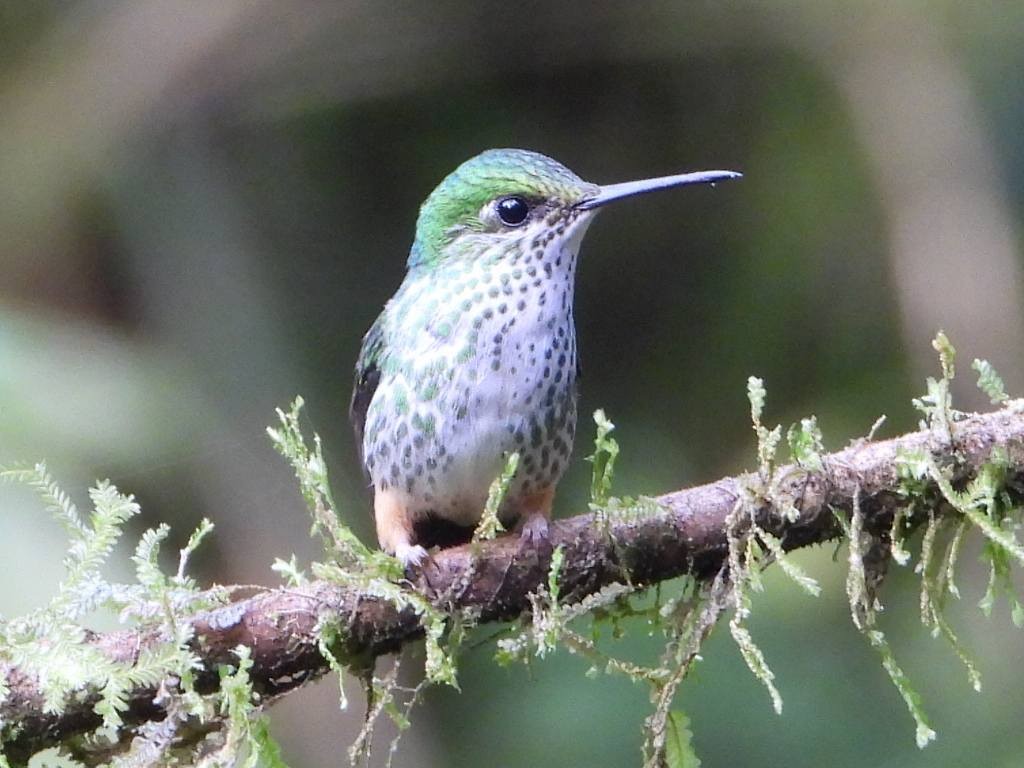 Peruvian Racket-tail - ML638256563