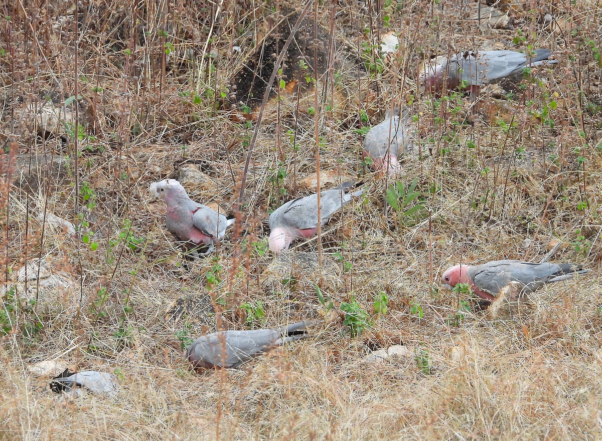 Galah - ML638256567
