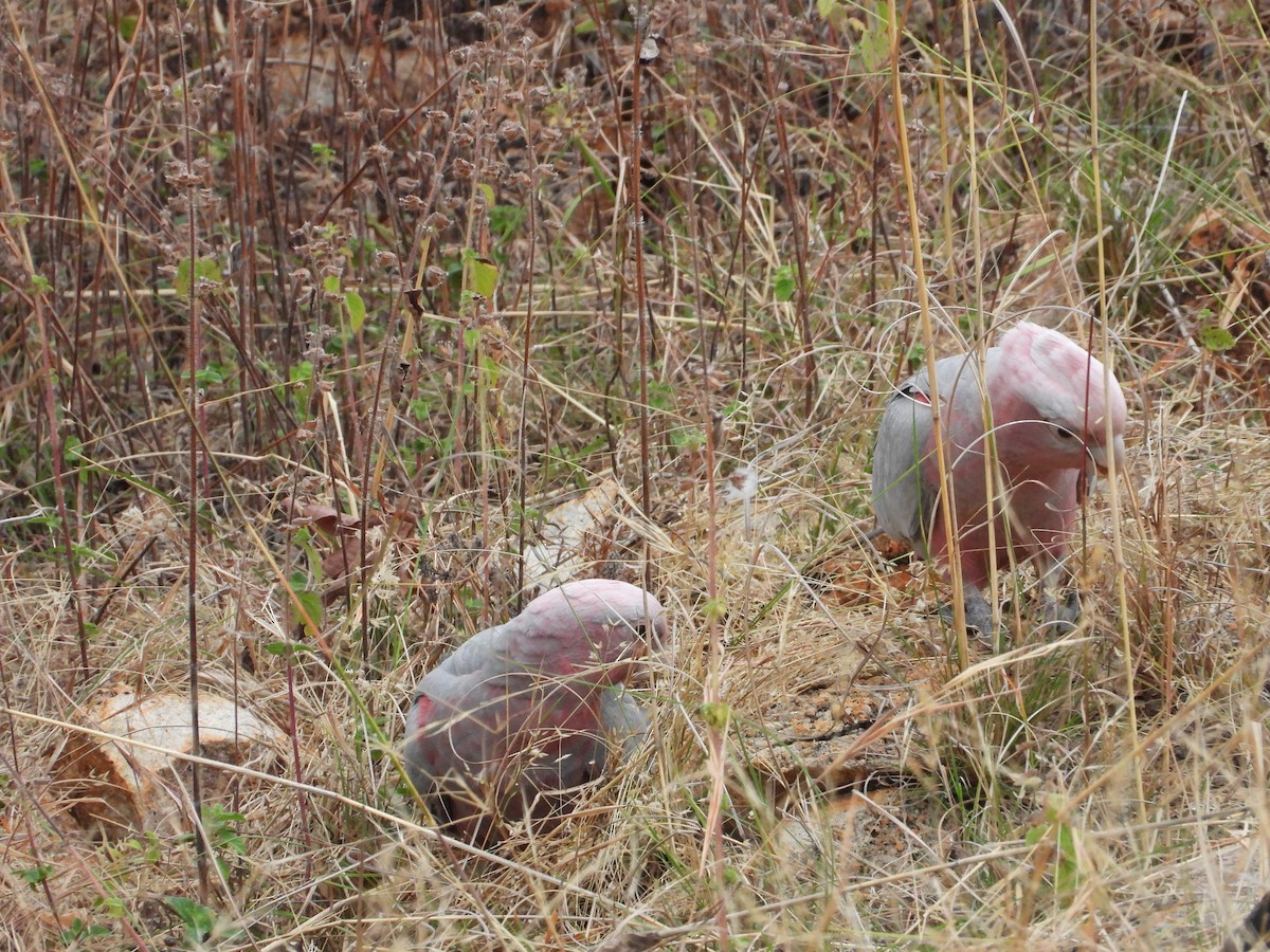 Galah - ML638256576
