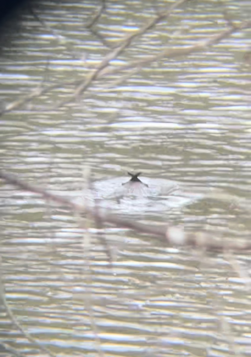 Common Goldeneye - ML638256585