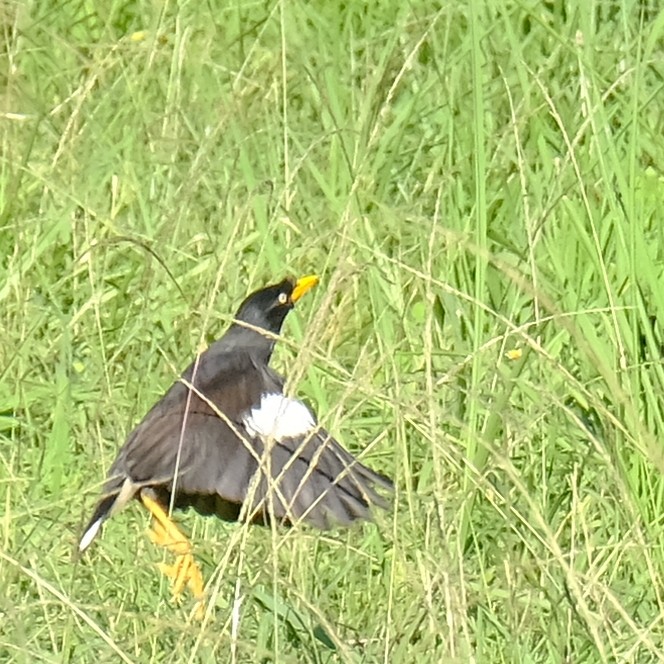 Javan Myna - ML638256591