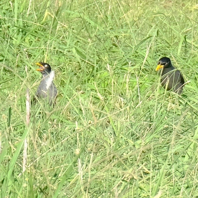 Javan Myna - ML638256592