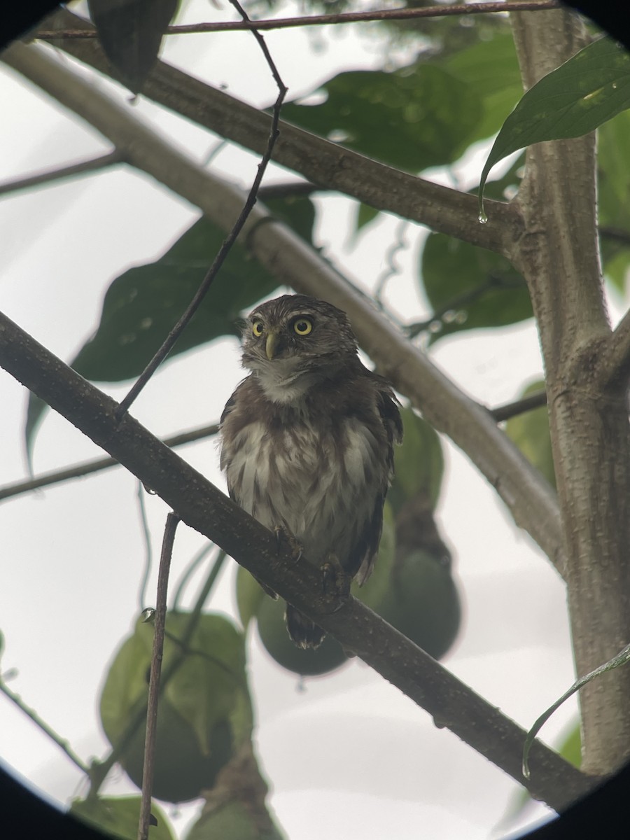 Peruvian Pygmy-Owl - ML638256593