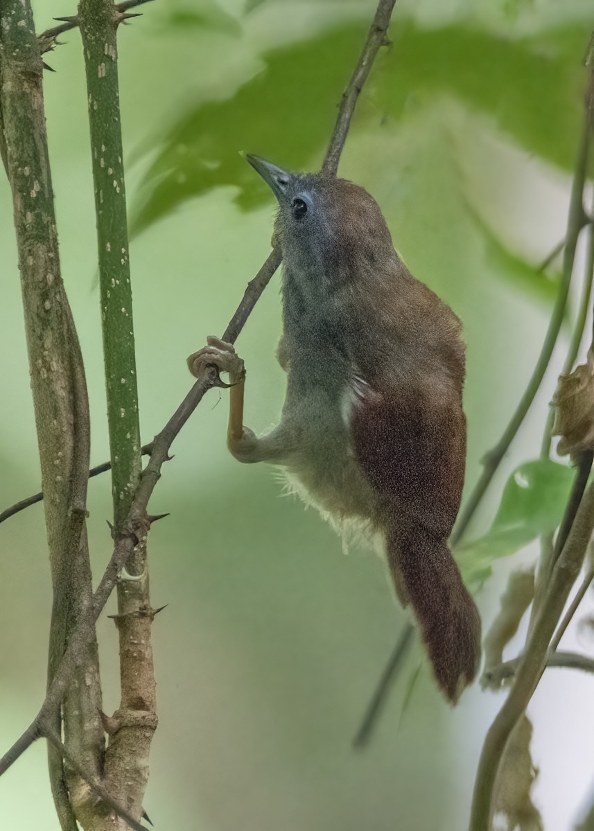 Chestnut-winged Babbler - ML638256616