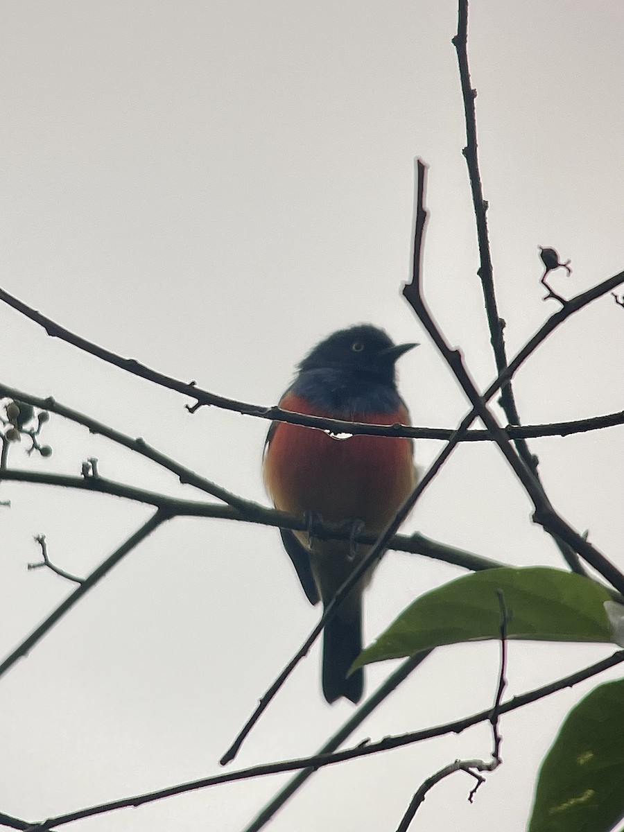 Scarlet-breasted Dacnis - ML638256618