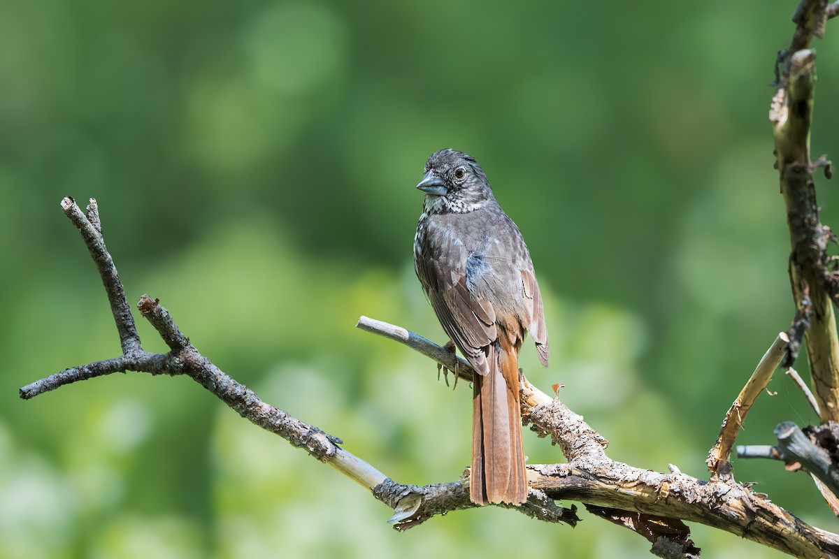 Fox Sparrow - ML638256641