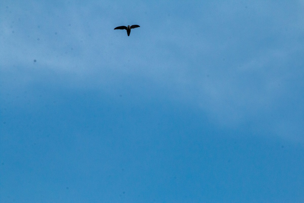 Chimney Swift - ML638256646