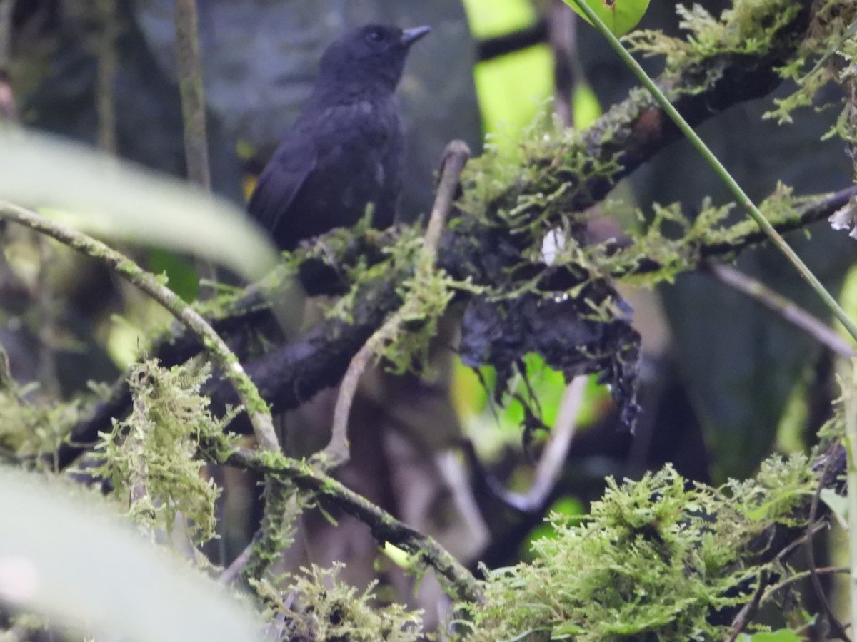 Long-tailed Tapaculo - ML638256654