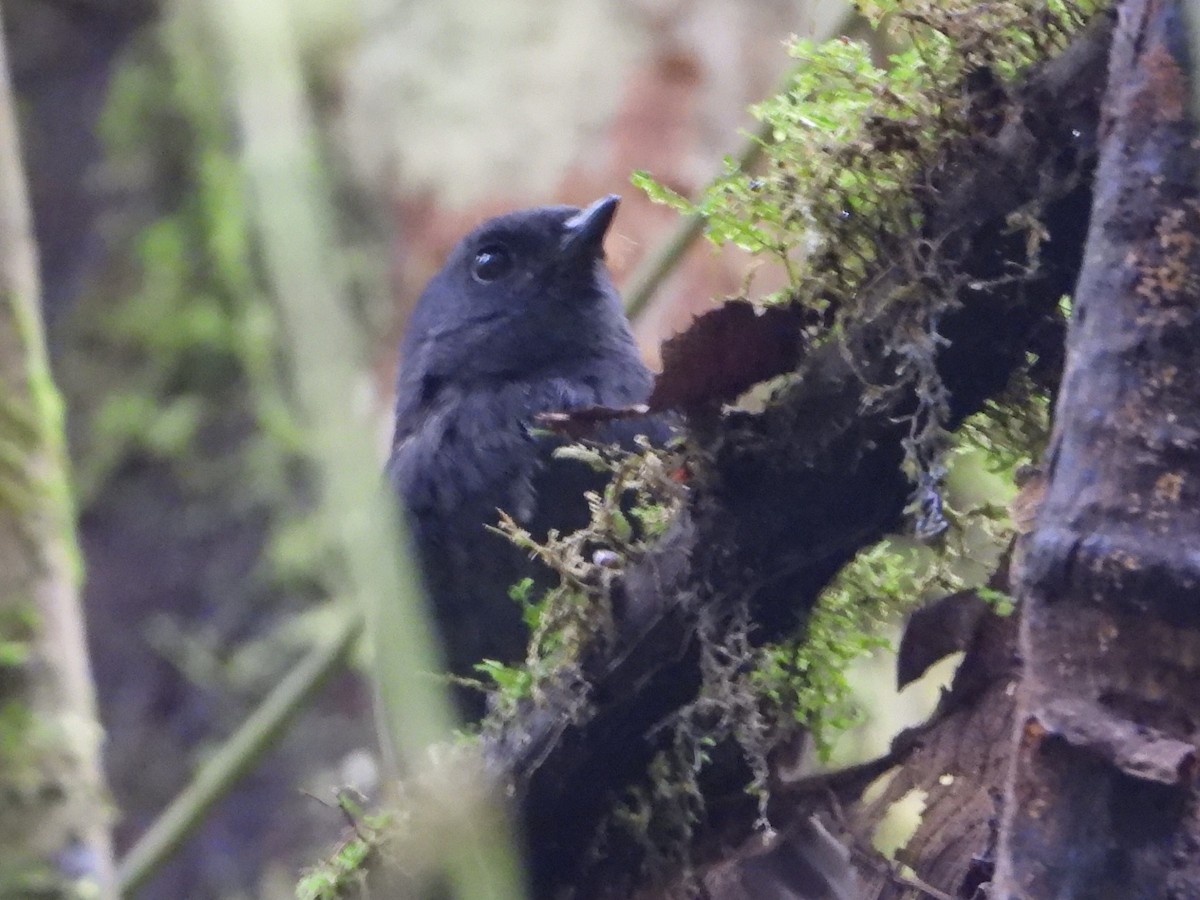 Long-tailed Tapaculo - ML638256655
