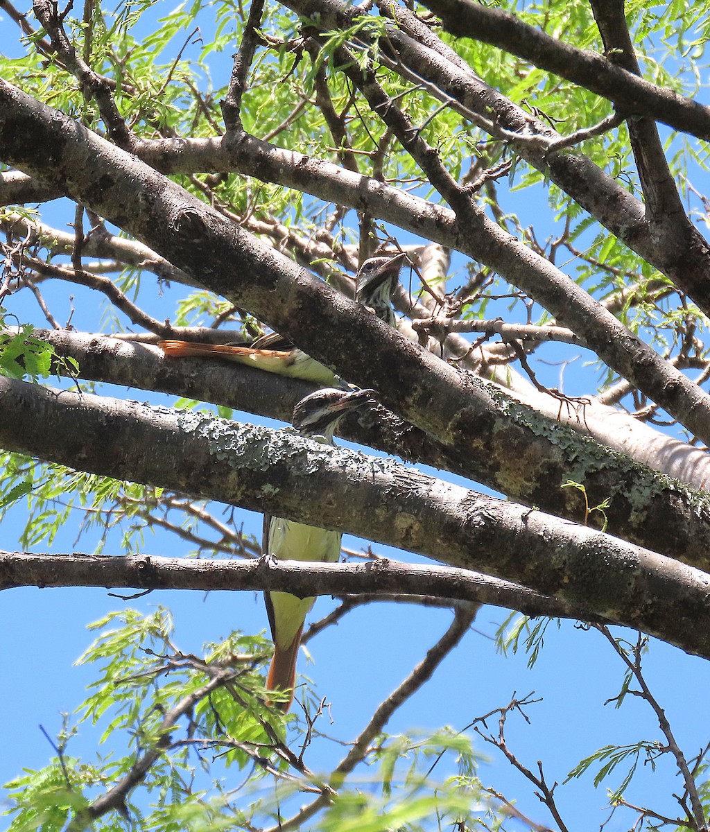 Sulphur-bellied Flycatcher - ML638256660