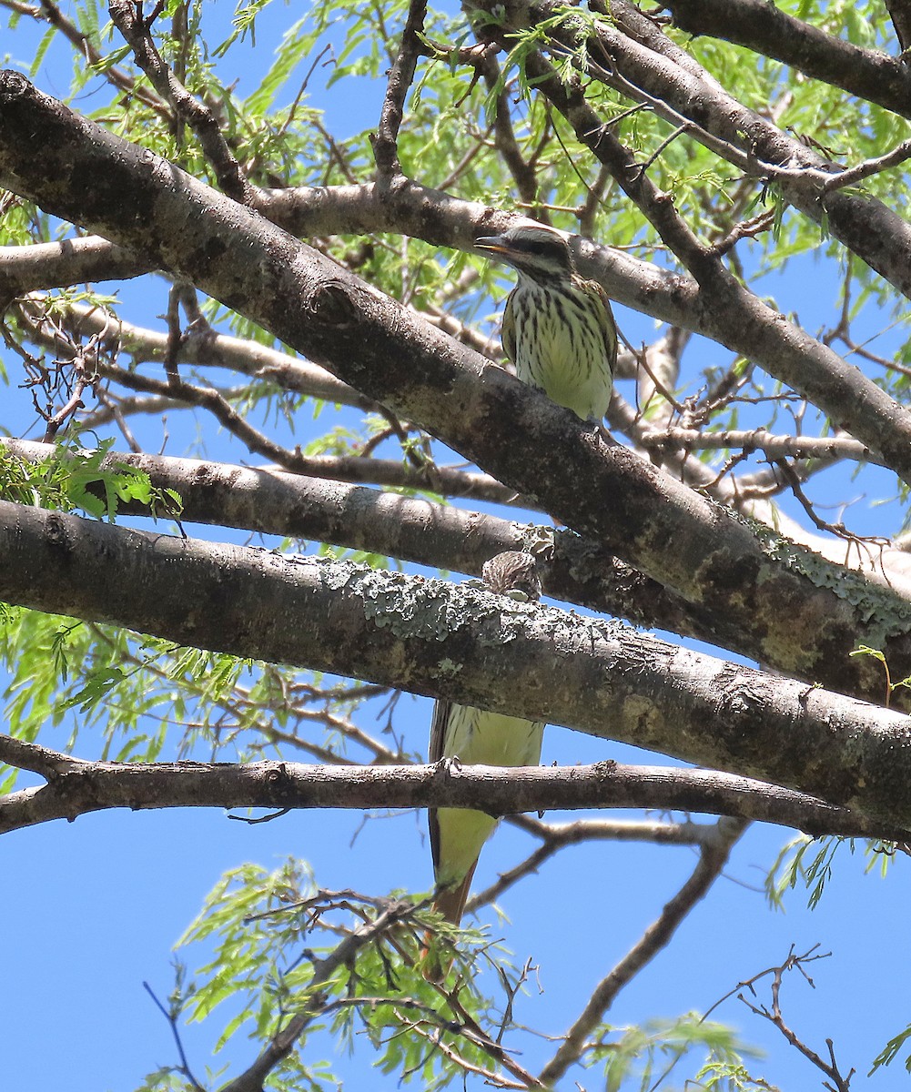 Sulphur-bellied Flycatcher - ML638256661