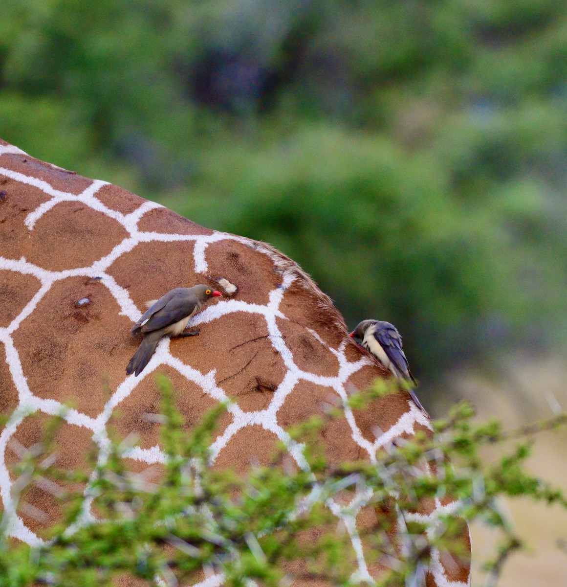 Red-billed Oxpecker - ML638256664