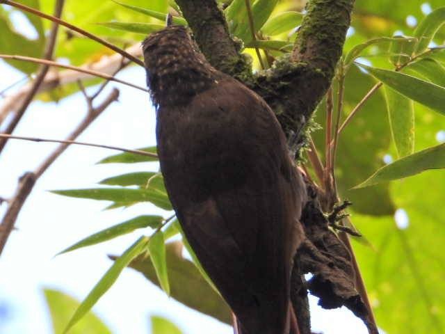Montane Woodcreeper - ML638256672