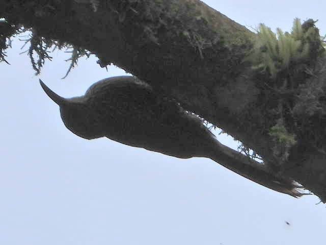 Montane Woodcreeper - ML638256673