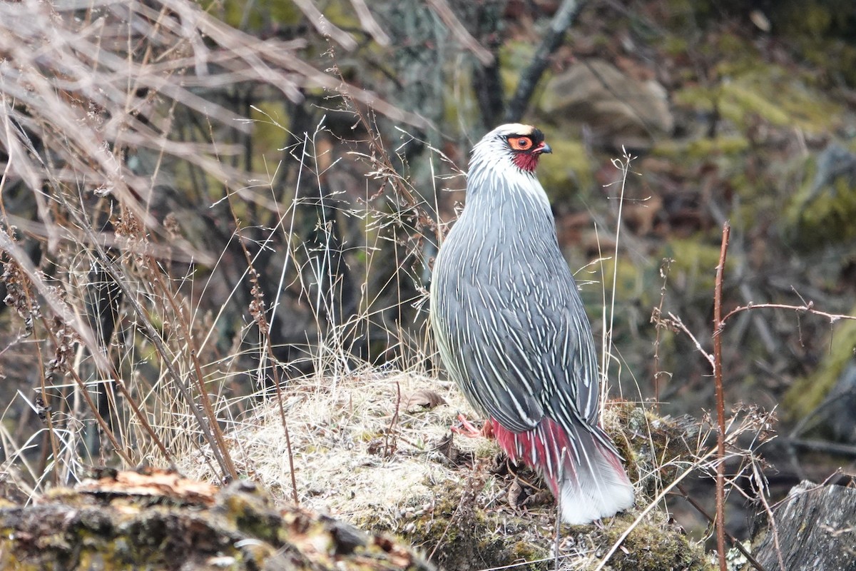 Blood Pheasant - ML638256677