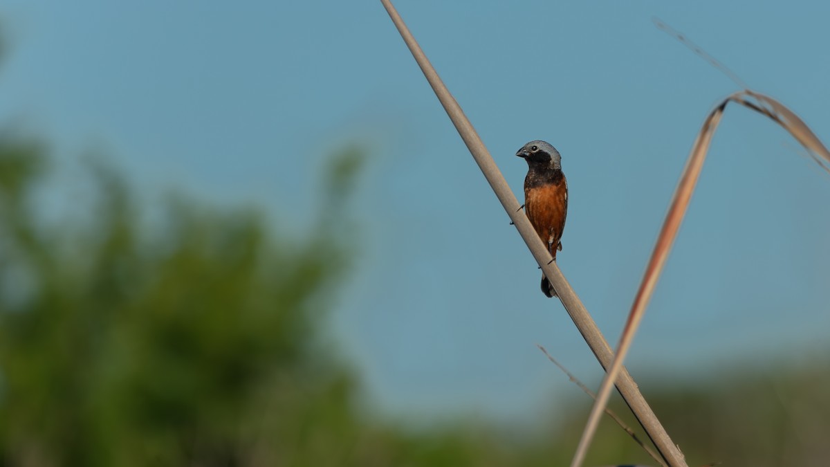 Dark-throated Seedeater - ML638256688
