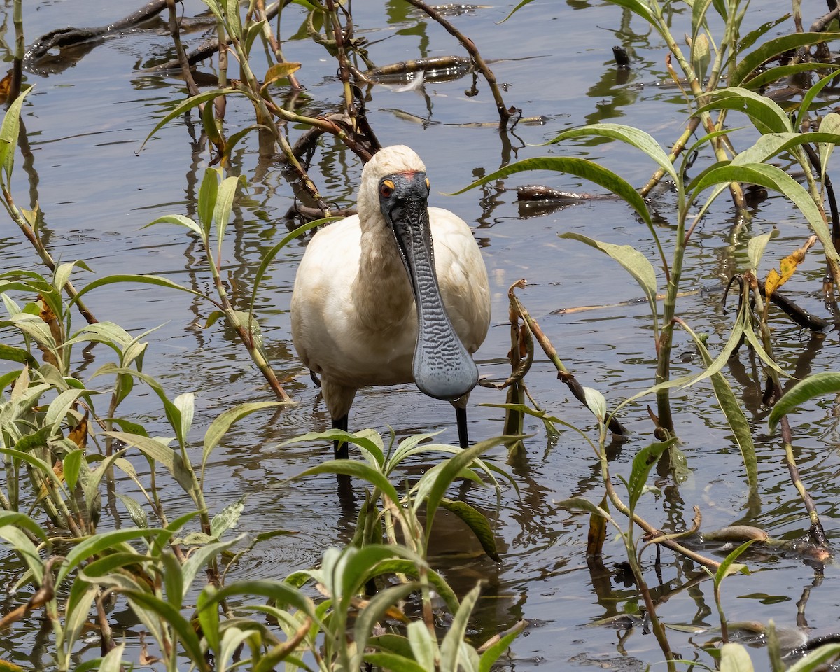 Royal Spoonbill - ML638256692