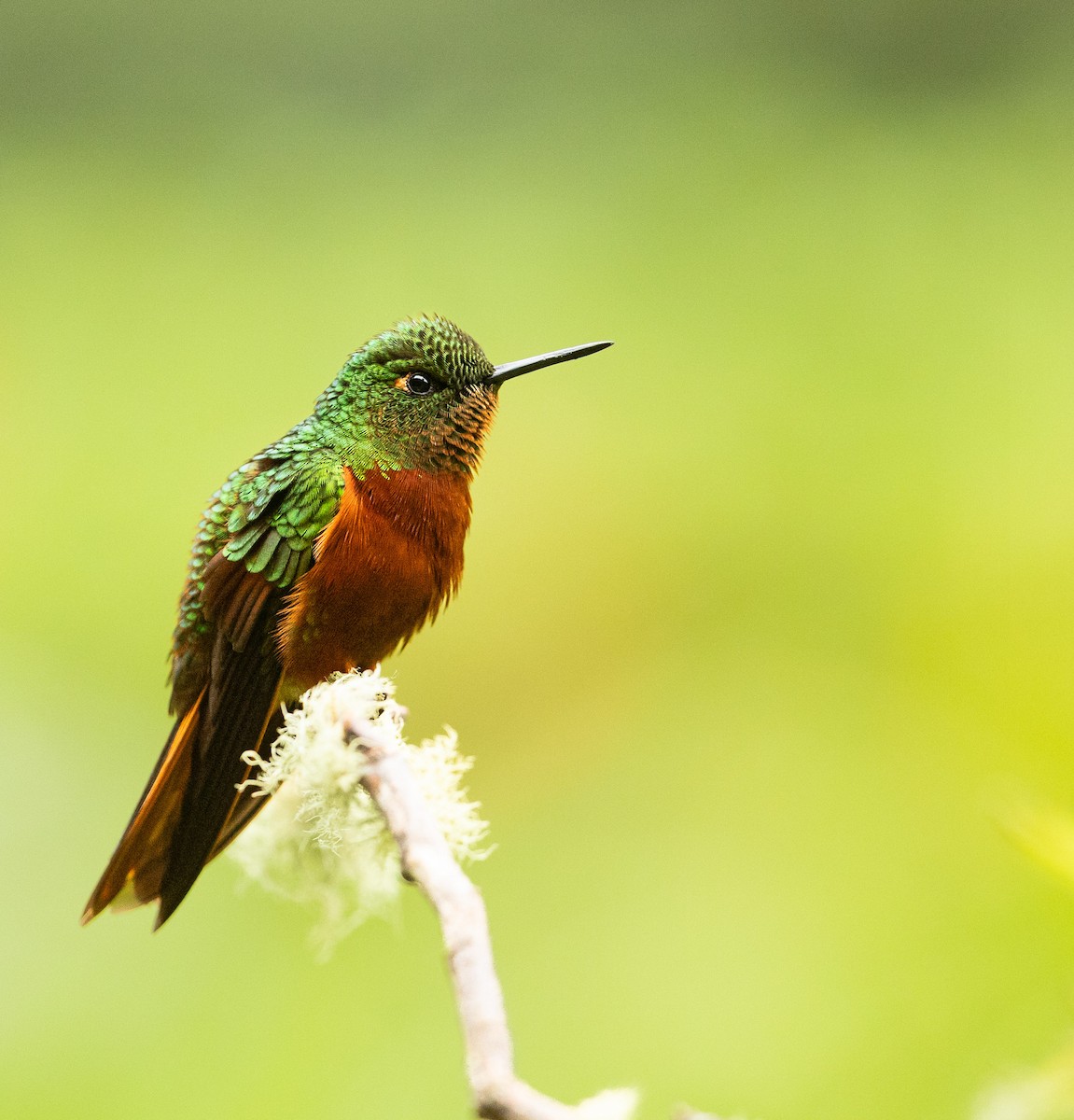 Chestnut-breasted Coronet - ML638256703