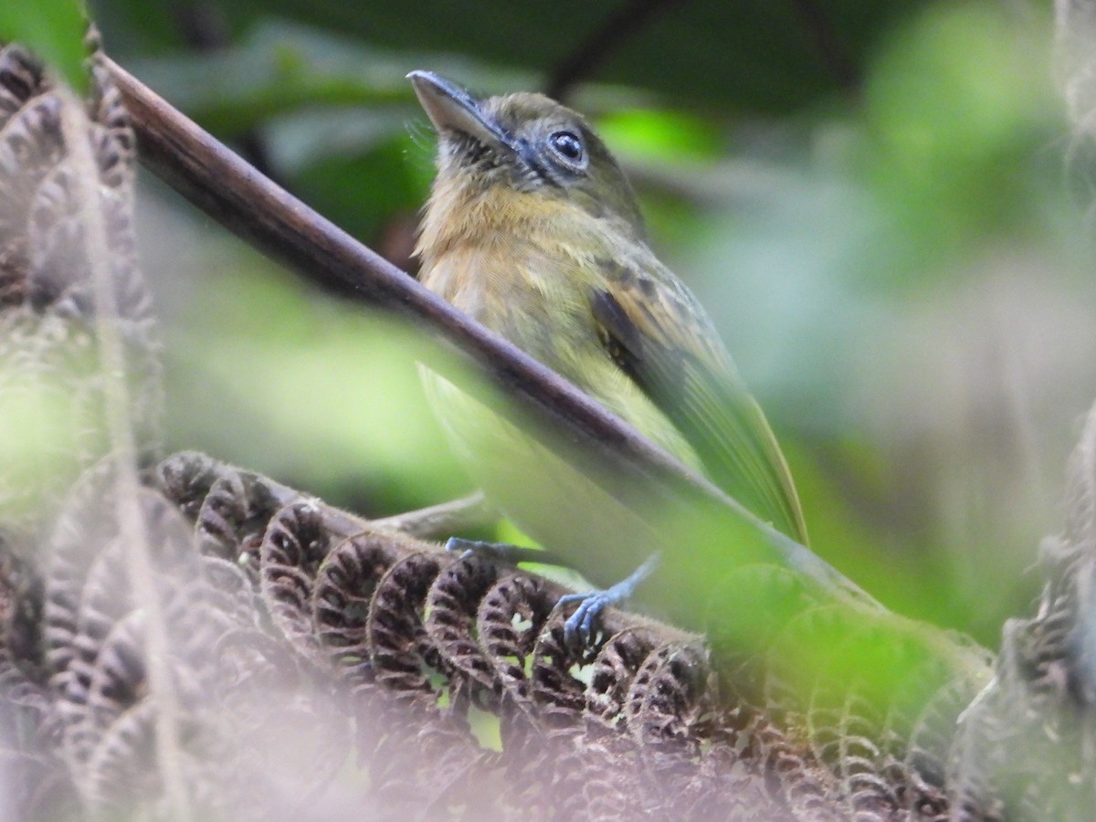 Fulvous-breasted Flatbill - ML638256706