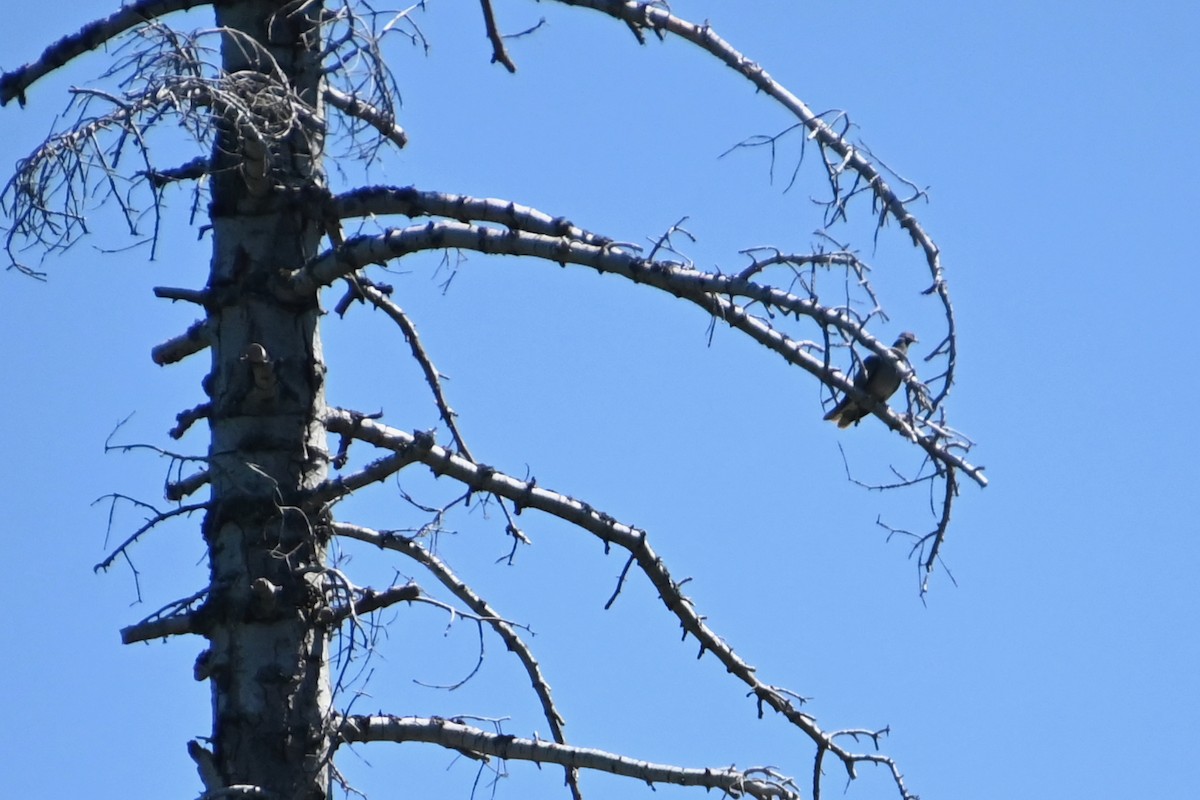 Band-tailed Pigeon - ML638256707