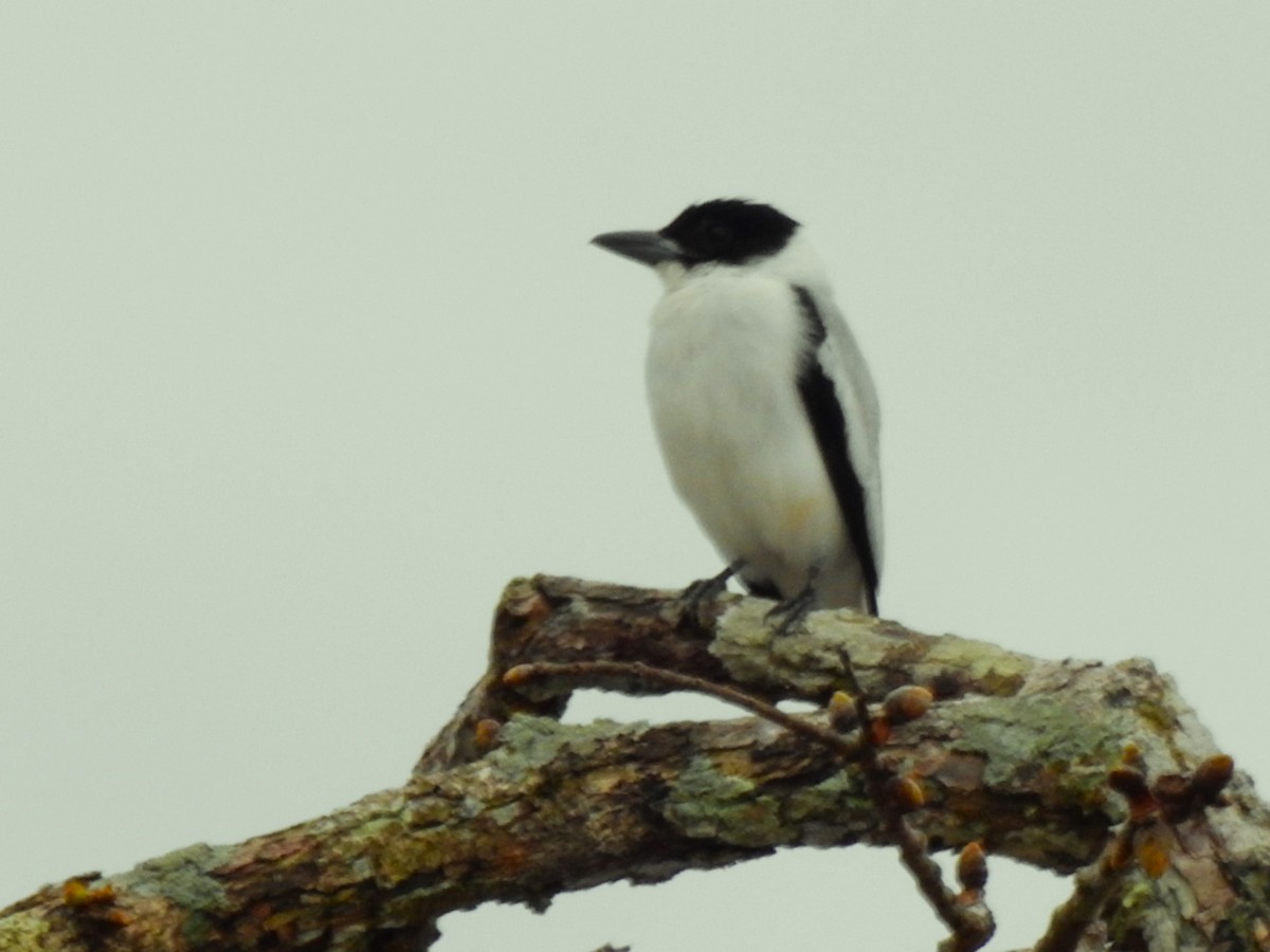 Black-crowned Tityra - ML638256708