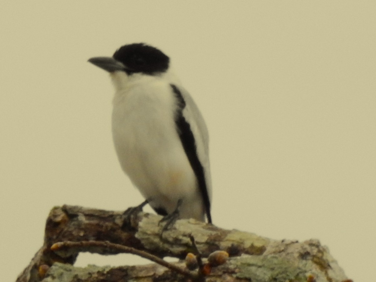 Black-crowned Tityra - ML638256711