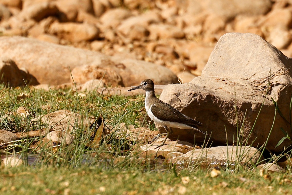 Common Sandpiper - ML638256721