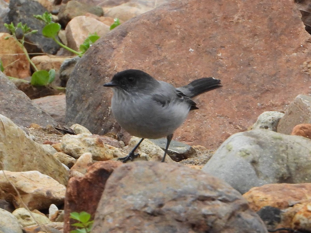 Torrent Tyrannulet - ML638256726