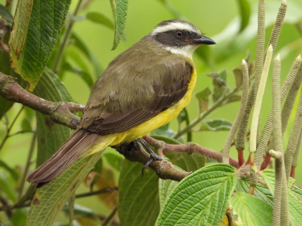 Social Flycatcher - ML638256733