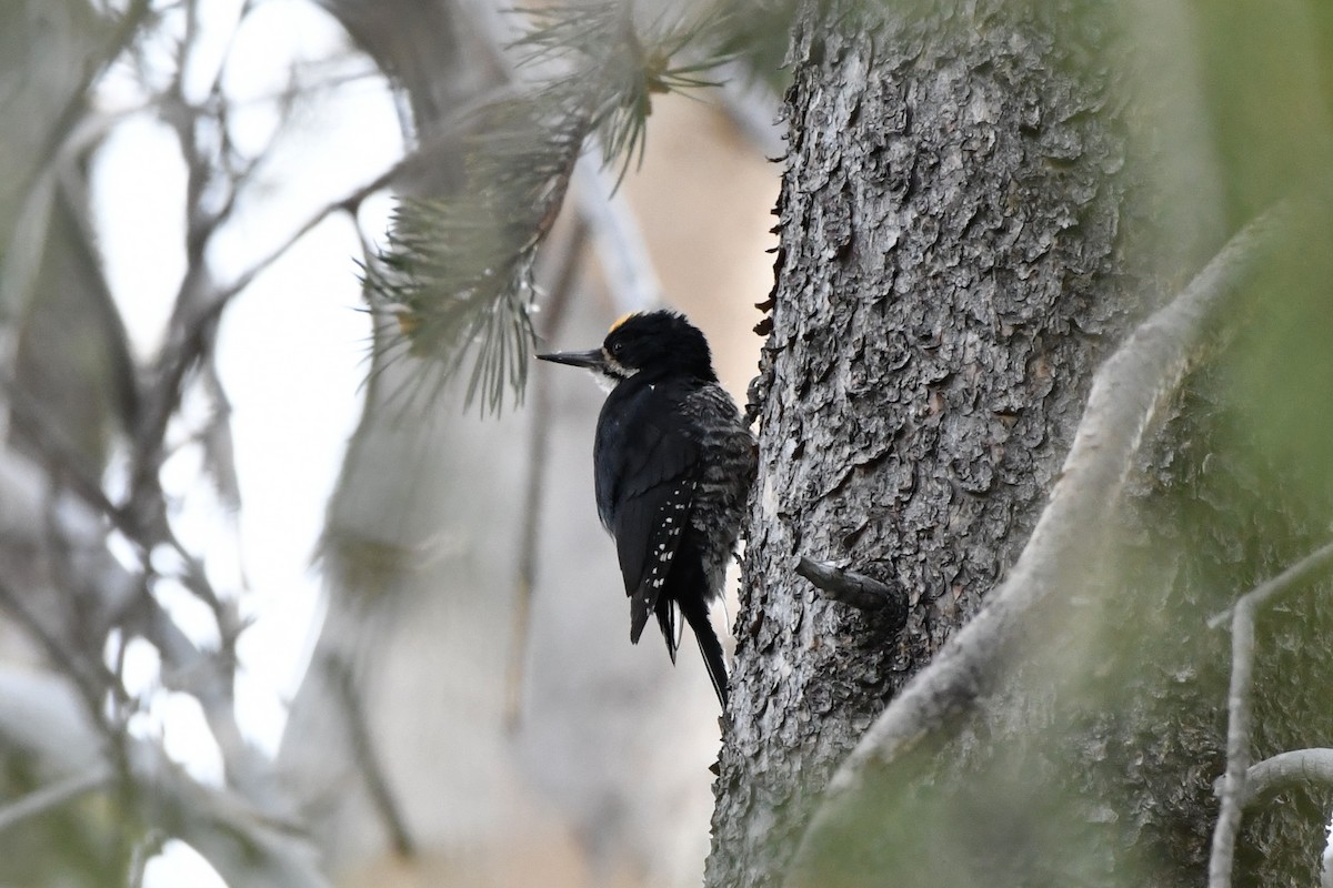Black-backed Woodpecker - ML638256744
