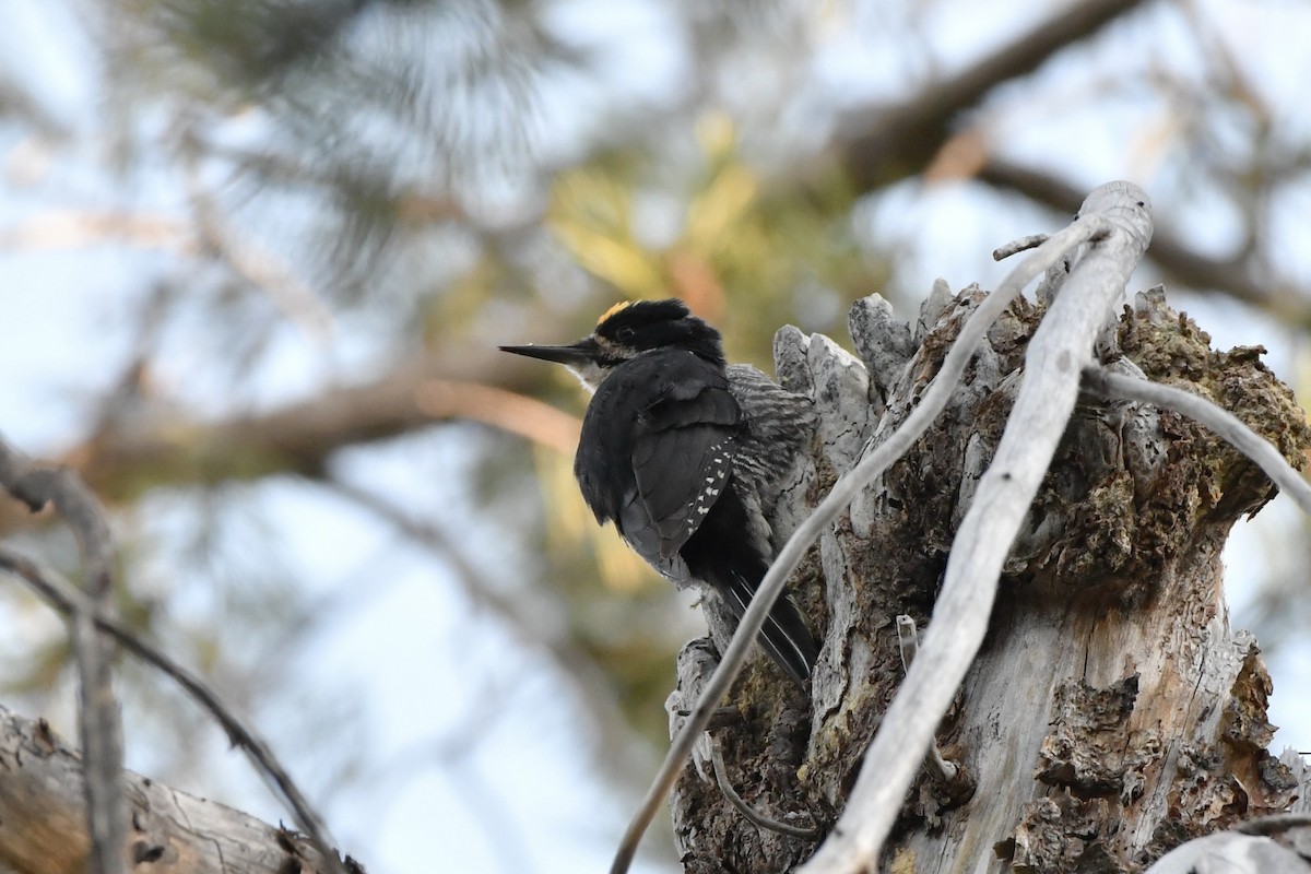 Black-backed Woodpecker - ML638256745