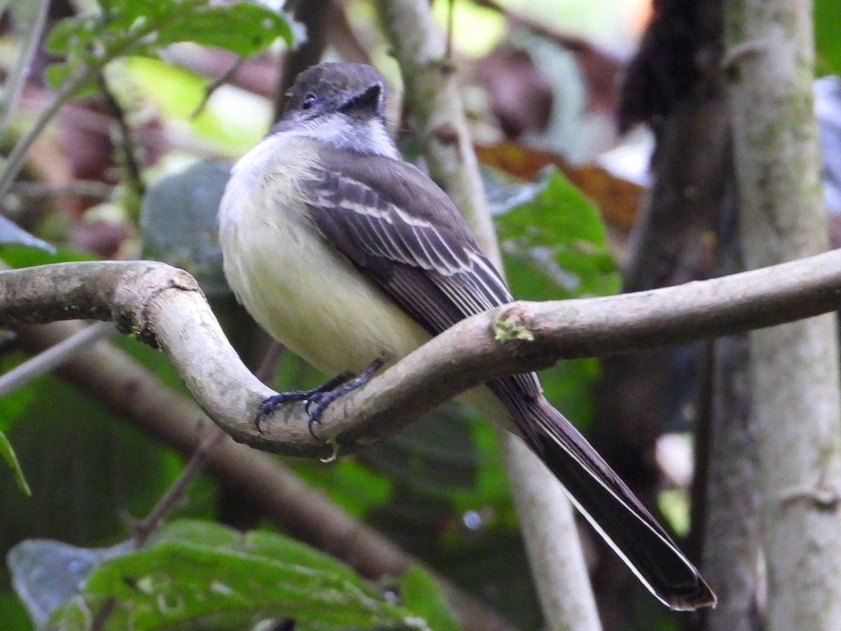 Pale-edged Flycatcher - ML638256772