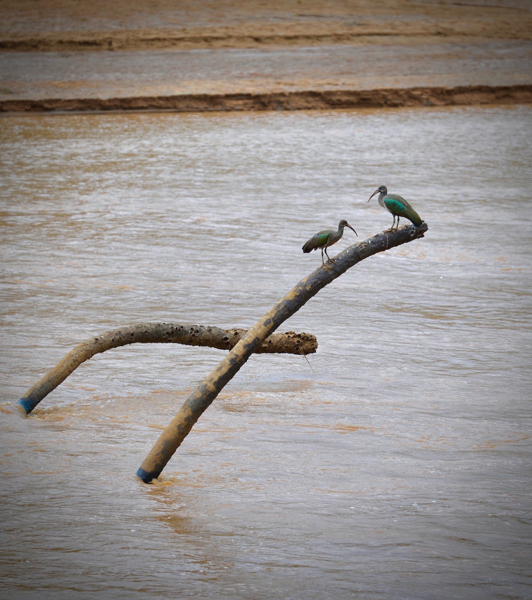 Hadada Ibis - ML638256776