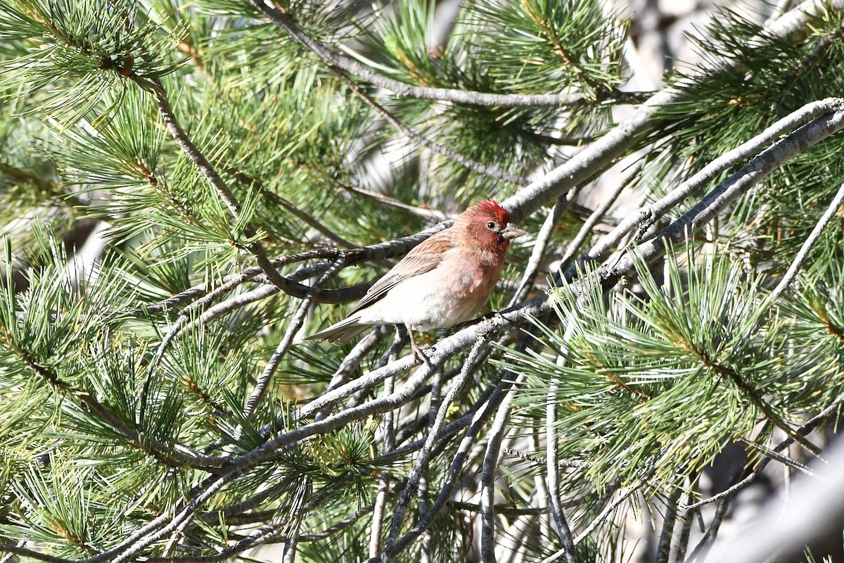 Cassin's Finch - ML638256788