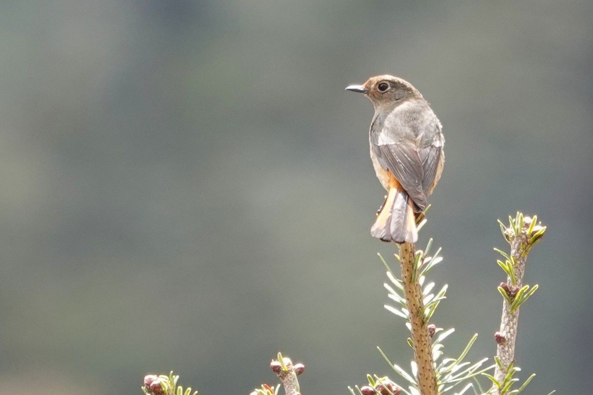 Blue-fronted Redstart - ML638256789