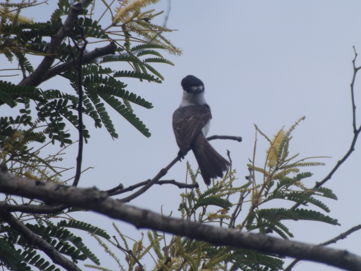 White-naped Xenopsaris - ML638256835