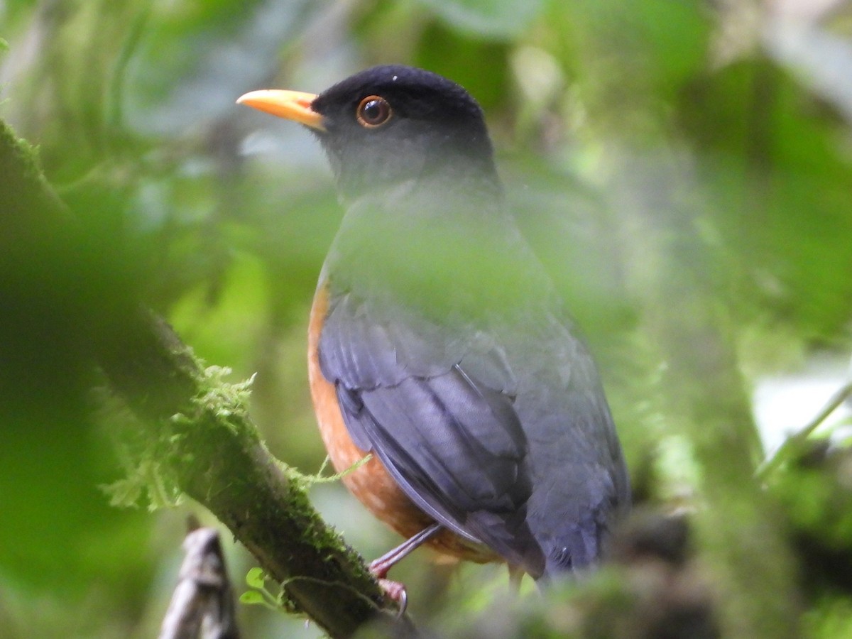 Chestnut-bellied Thrush - ML638256840