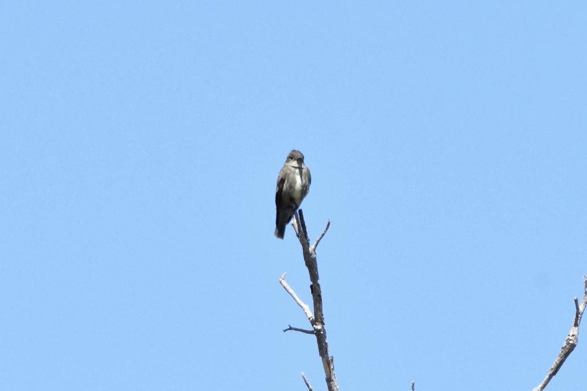 Olive-sided Flycatcher - ML638256841