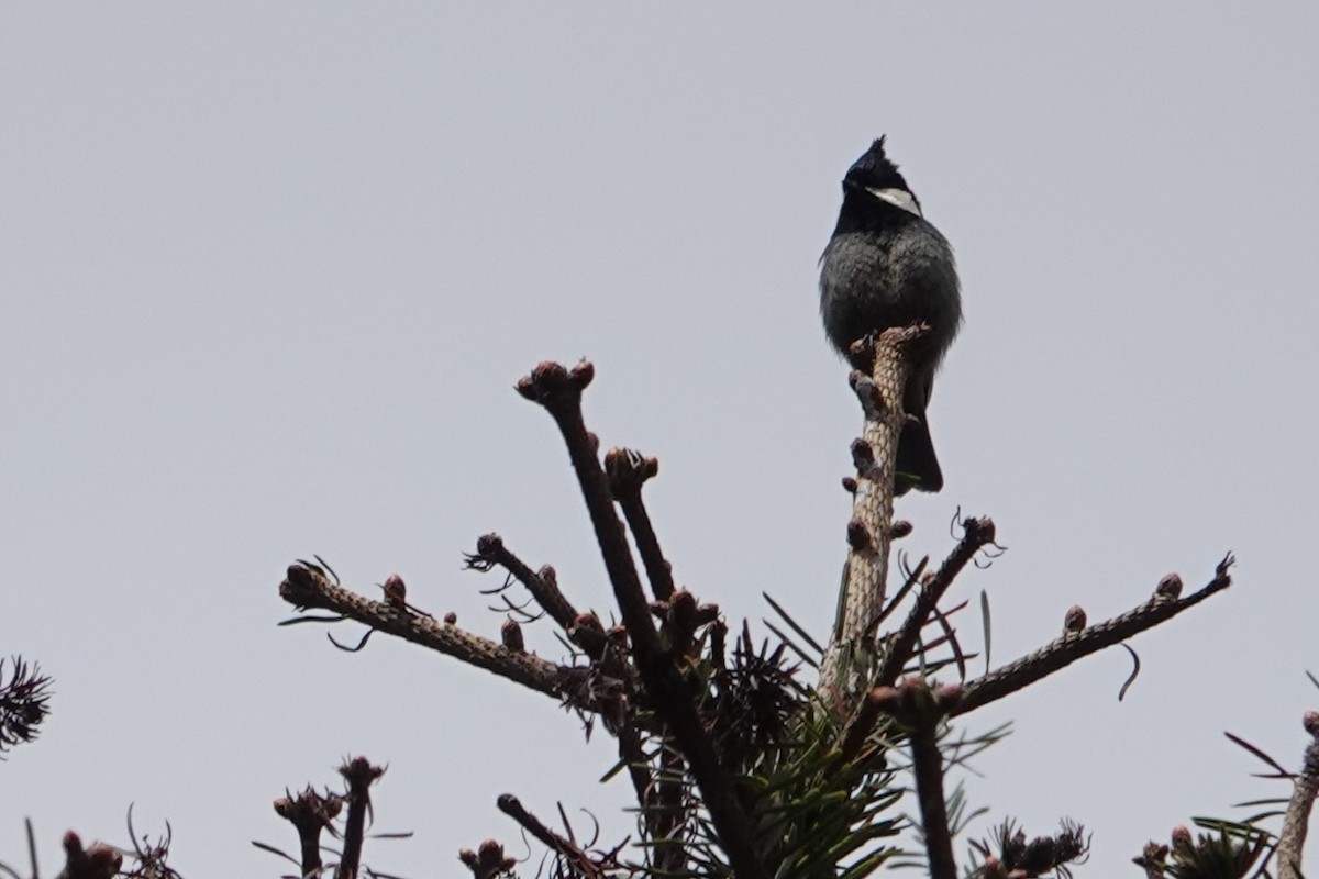 Rufous-vented Tit - ML638256842