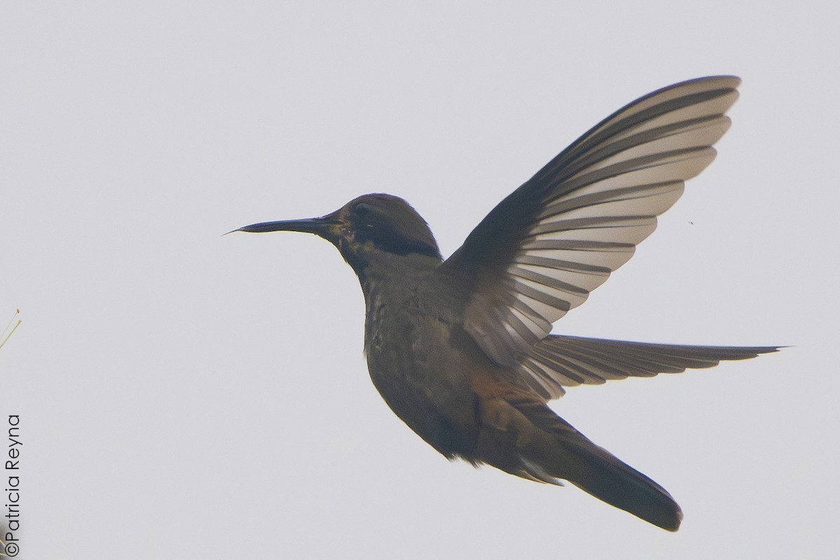 Brown Violetear - ML638256867