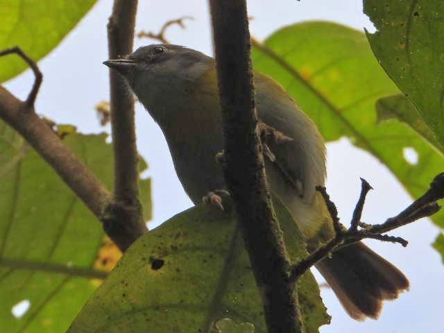 Common Chlorospingus - ML638256874