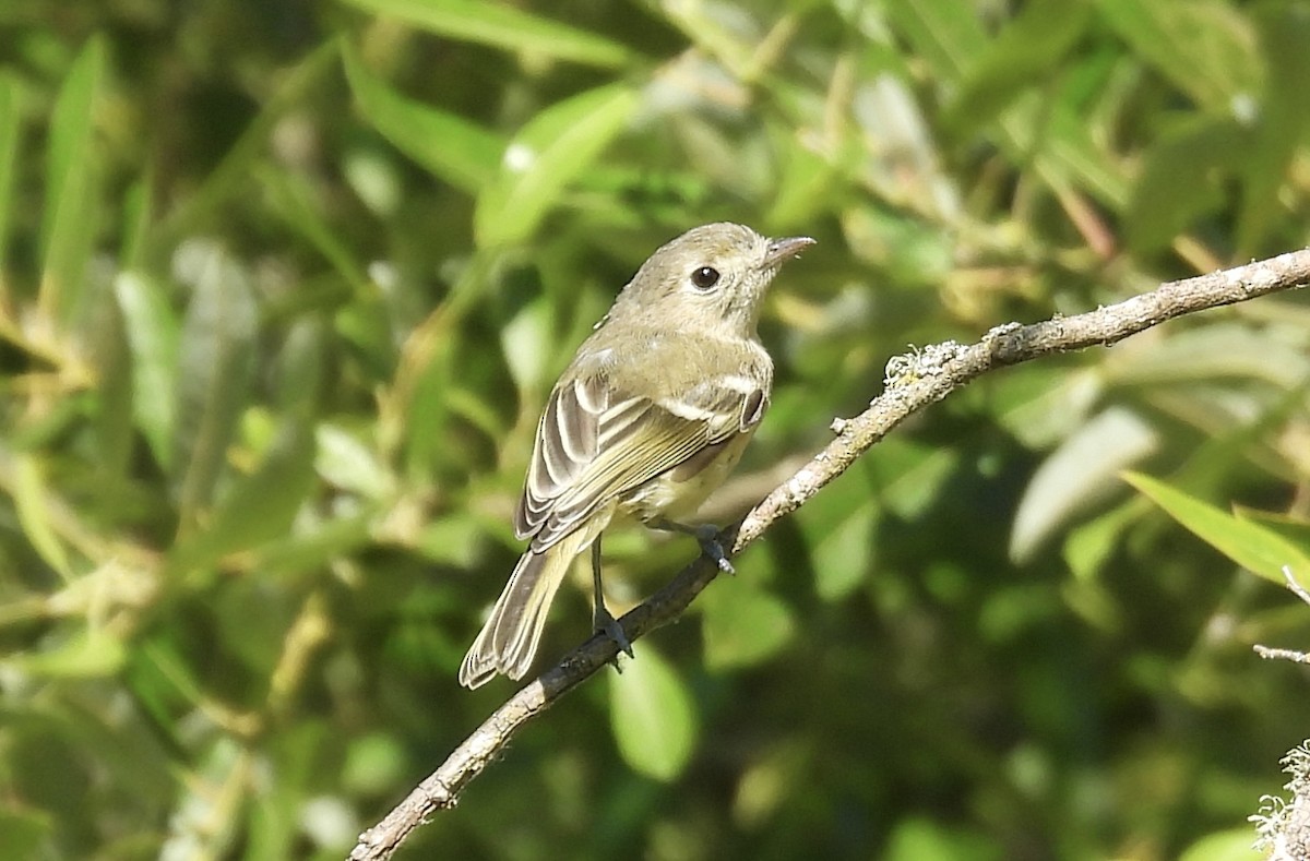 Hutton's Vireo - ML638256876
