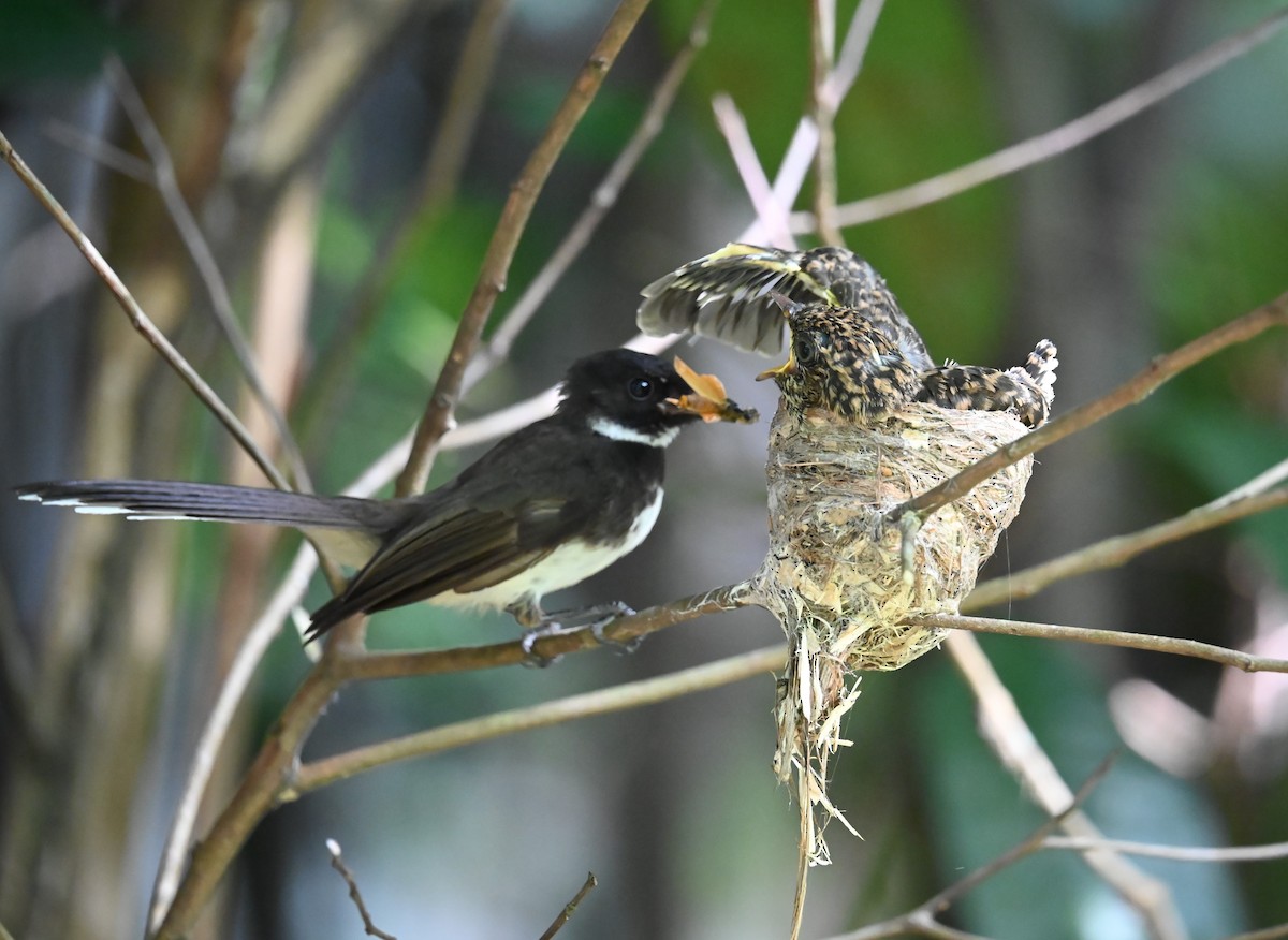 Malaysian Pied-Fantail - ML638256879